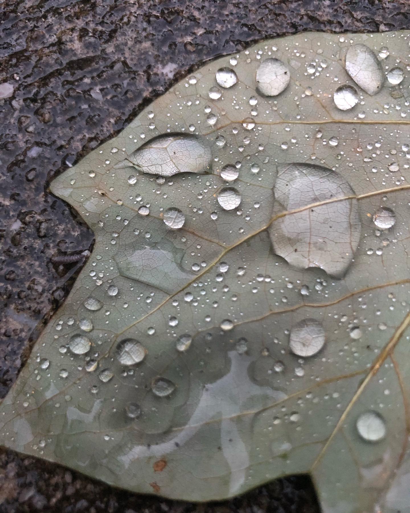 Thankful for the rain the past few days, but I’m not thankful for the two power outages! Okay Mother Nature, that’s enough now! 

#rain #summershowers #summerthunderstorms #thunderstorm #leaf #raindrops #drip #dripdrop