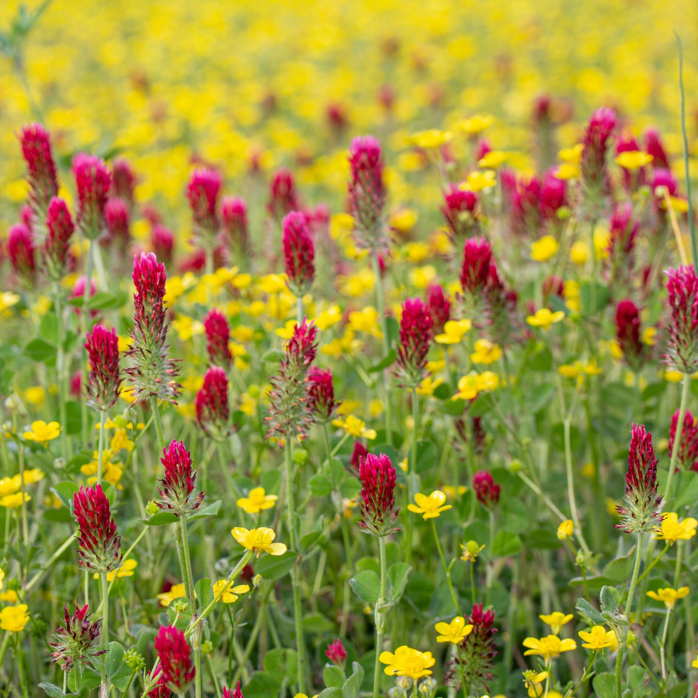 A field of crimson clover and buttercups. 

#spring #flowers #wildflowers #crimsonclover #buttercup #flowersofinstagram #flowerstagram #outdoors #nature #Tennessee #springintennessee #natureisbeautiful