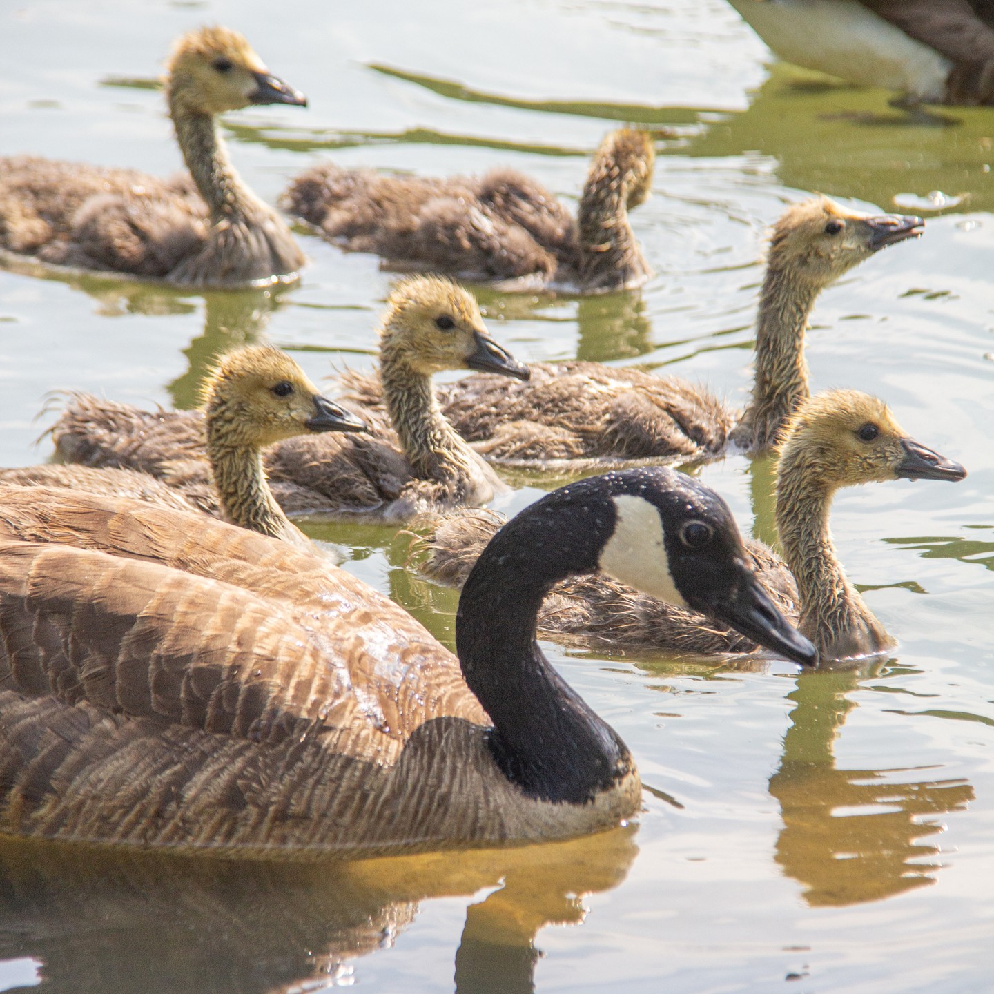 Mama goose and her goslings at East Lake Park in Chattanooga. 

#Goose #Geese #gosling #waterfowl #EastLakePark #Chattanooga #chattanoogapark #duckpond #birds