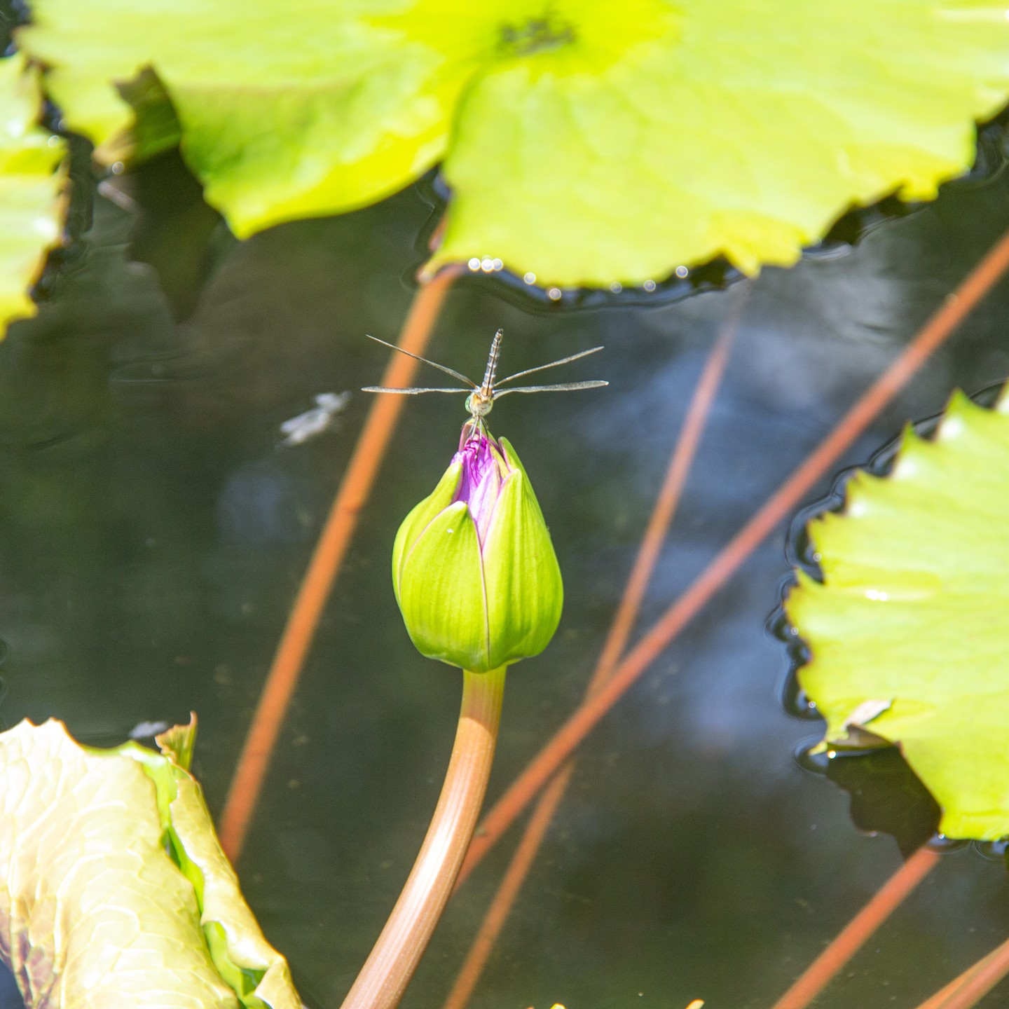 A dragonfly captured on water lily bud. This photo was taken at the Birmingham Botanical Gardens. 

@bbgardens #Birmingham #birminghambotanicalgardens #Alabama #visitalabama #explorealabama #dragonfly #waterlily #gardens #outdoors #natureisbeautiful #nature